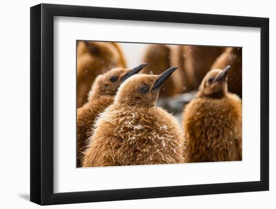 King penguin chicks in creche, St Andrews Bay, South Georgia-Mark MacEwen-Framed Photographic Print