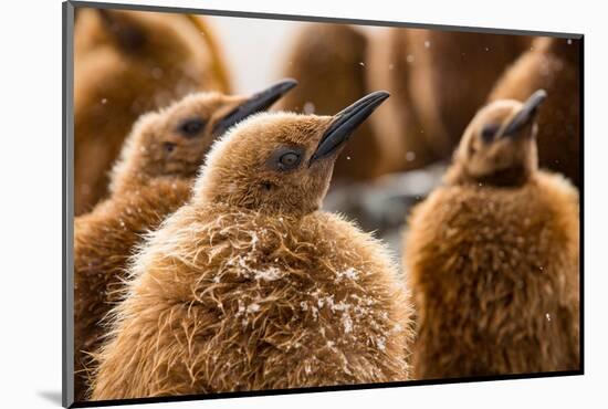 King penguin chicks in creche, St Andrews Bay, South Georgia-Mark MacEwen-Mounted Photographic Print