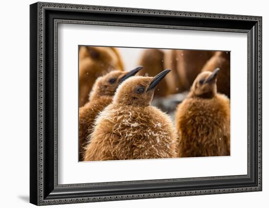 King penguin chicks in creche, St Andrews Bay, South Georgia-Mark MacEwen-Framed Photographic Print