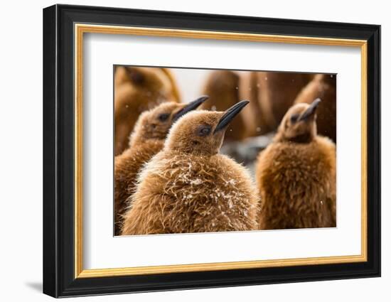 King penguin chicks in creche, St Andrews Bay, South Georgia-Mark MacEwen-Framed Photographic Print