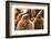 King penguin chicks in creche, St Andrews Bay, South Georgia-Mark MacEwen-Framed Photographic Print