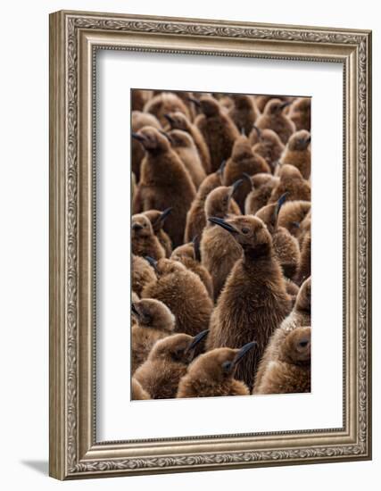 King penguin chicks in creche, St Andrews Bay, South Georgia-Mark MacEwen-Framed Photographic Print