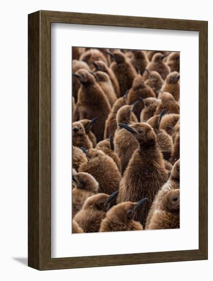 King penguin chicks in creche, St Andrews Bay, South Georgia-Mark MacEwen-Framed Photographic Print