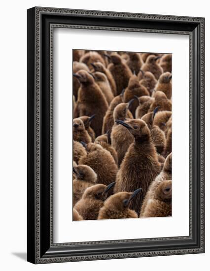 King penguin chicks in creche, St Andrews Bay, South Georgia-Mark MacEwen-Framed Photographic Print