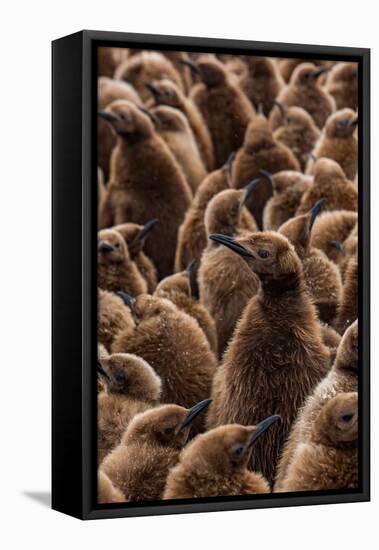 King penguin chicks in creche, St Andrews Bay, South Georgia-Mark MacEwen-Framed Premier Image Canvas