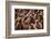 King penguin chicks in creche, St Andrews Bay, South Georgia-Mark MacEwen-Framed Photographic Print