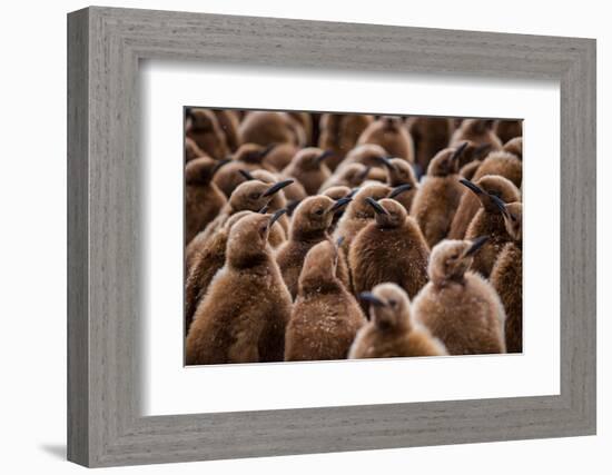 King penguin chicks in creche, St Andrews Bay, South Georgia-Mark MacEwen-Framed Photographic Print