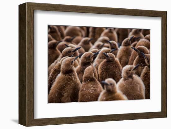 King penguin chicks in creche, St Andrews Bay, South Georgia-Mark MacEwen-Framed Photographic Print