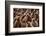 King penguin chicks in creche, St Andrews Bay, South Georgia-Mark MacEwen-Framed Photographic Print