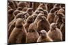King penguin chicks in creche, St Andrews Bay, South Georgia-Mark MacEwen-Mounted Photographic Print