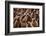 King penguin chicks in creche, St Andrews Bay, South Georgia-Mark MacEwen-Framed Photographic Print