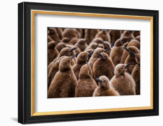 King penguin chicks in creche, St Andrews Bay, South Georgia-Mark MacEwen-Framed Photographic Print