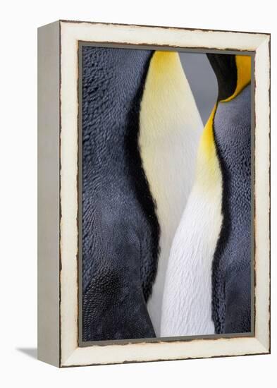 King penguin close-up showing the colorful curves of their feathers. St. Andrews Bay, South Georgia-Tom Norring-Framed Premier Image Canvas