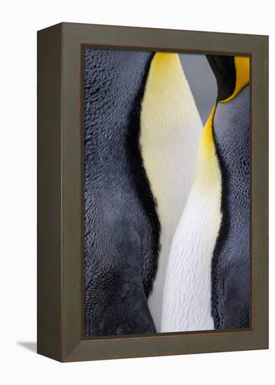 King penguin close-up showing the colorful curves of their feathers. St. Andrews Bay, South Georgia-Tom Norring-Framed Premier Image Canvas