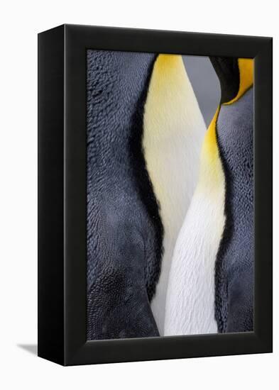 King penguin close-up showing the colorful curves of their feathers. St. Andrews Bay, South Georgia-Tom Norring-Framed Premier Image Canvas