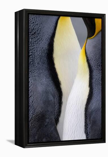 King penguin close-up showing the colorful curves of their feathers. St. Andrews Bay, South Georgia-Tom Norring-Framed Premier Image Canvas