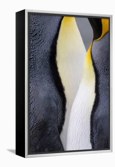 King penguin close-up showing the colorful curves of their feathers. St. Andrews Bay, South Georgia-Tom Norring-Framed Premier Image Canvas