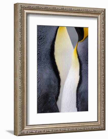 King penguin close-up showing the colorful curves of their feathers. St. Andrews Bay, South Georgia-Tom Norring-Framed Photographic Print