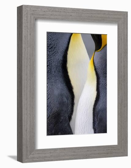 King penguin close-up showing the colorful curves of their feathers. St. Andrews Bay, South Georgia-Tom Norring-Framed Photographic Print