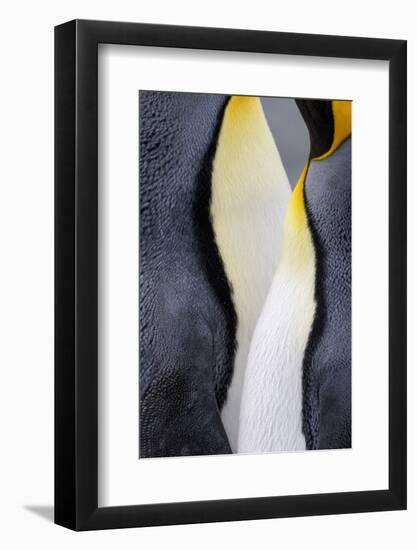 King penguin close-up showing the colorful curves of their feathers. St. Andrews Bay, South Georgia-Tom Norring-Framed Photographic Print