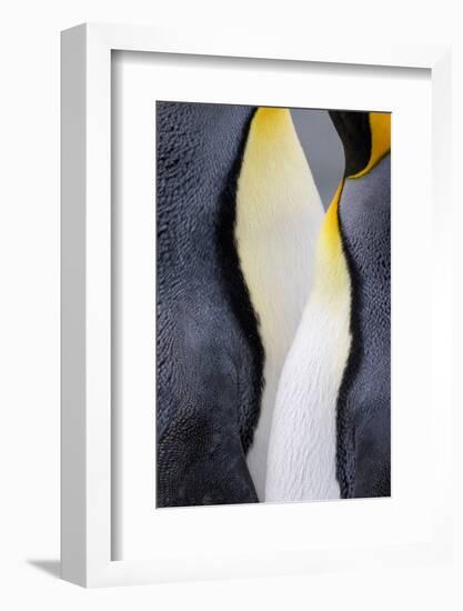 King penguin close-up showing the colorful curves of their feathers. St. Andrews Bay, South Georgia-Tom Norring-Framed Photographic Print