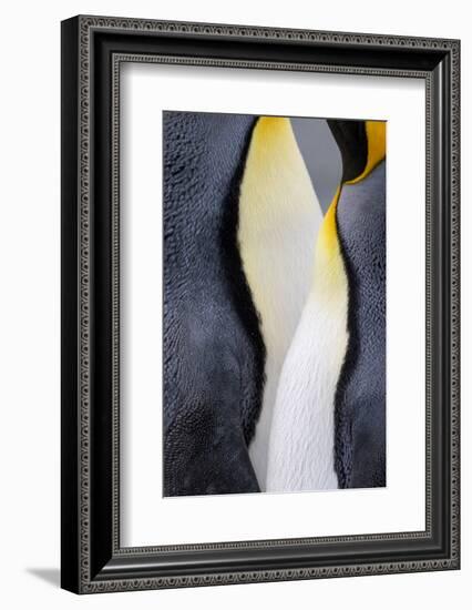 King penguin close-up showing the colorful curves of their feathers. St. Andrews Bay, South Georgia-Tom Norring-Framed Photographic Print