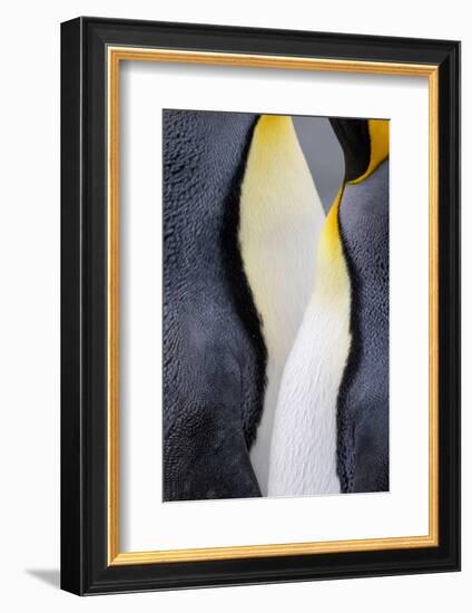 King penguin close-up showing the colorful curves of their feathers. St. Andrews Bay, South Georgia-Tom Norring-Framed Photographic Print