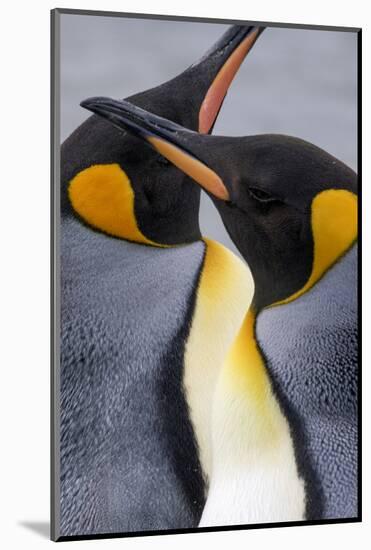 King penguin close-up showing the colorful curves of their feathers. St. Andrews Bay, South Georgia-Tom Norring-Mounted Photographic Print