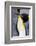 King penguin close-up showing the colorful curves of their feathers. St. Andrews Bay, South Georgia-Tom Norring-Framed Photographic Print