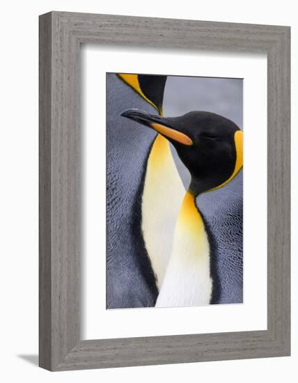 King penguin close-up showing the colorful curves of their feathers. St. Andrews Bay, South Georgia-Tom Norring-Framed Photographic Print