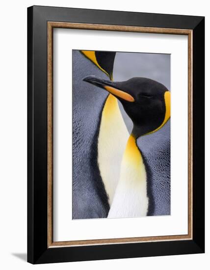 King penguin close-up showing the colorful curves of their feathers. St. Andrews Bay, South Georgia-Tom Norring-Framed Photographic Print