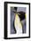 King penguin close-up showing the colorful curves of their feathers. St. Andrews Bay, South Georgia-Tom Norring-Framed Photographic Print