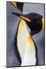 King penguin close-up showing the colorful curves of their feathers. St. Andrews Bay, South Georgia-Tom Norring-Mounted Photographic Print