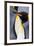 King penguin close-up showing the colorful curves of their feathers. St. Andrews Bay, South Georgia-Tom Norring-Framed Photographic Print