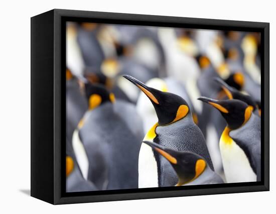 King Penguin Colony (Aptenodytes Patagonicus), Gold Harbour, South Georgia, Antarctic-Thorsten Milse-Framed Premier Image Canvas