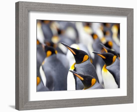 King Penguin Colony (Aptenodytes Patagonicus), Gold Harbour, South Georgia, Antarctic-Thorsten Milse-Framed Photographic Print