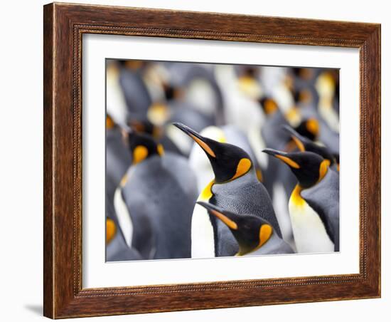 King Penguin Colony (Aptenodytes Patagonicus), Gold Harbour, South Georgia, Antarctic-Thorsten Milse-Framed Photographic Print