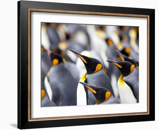 King Penguin Colony (Aptenodytes Patagonicus), Gold Harbour, South Georgia, Antarctic-Thorsten Milse-Framed Photographic Print