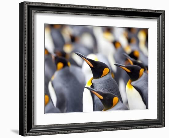 King Penguin Colony (Aptenodytes Patagonicus), Gold Harbour, South Georgia, Antarctic-Thorsten Milse-Framed Photographic Print
