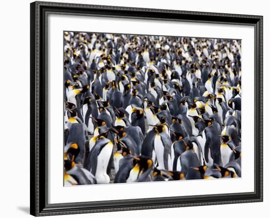 King Penguin Colony (Aptenodytes Patagonicus), Gold Harbour, South Georgia, Antarctic-Thorsten Milse-Framed Photographic Print