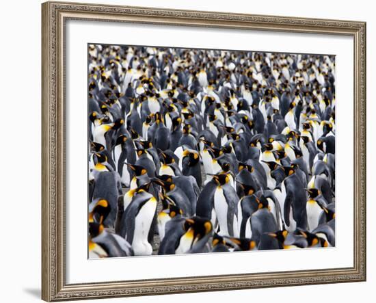 King Penguin Colony (Aptenodytes Patagonicus), Gold Harbour, South Georgia, Antarctic-Thorsten Milse-Framed Photographic Print