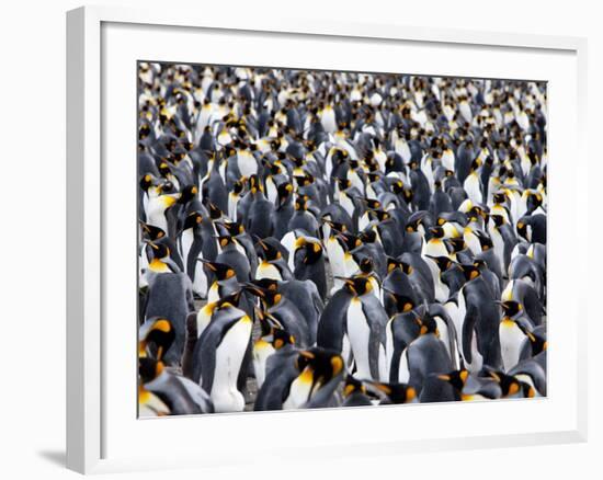 King Penguin Colony (Aptenodytes Patagonicus), Gold Harbour, South Georgia, Antarctic-Thorsten Milse-Framed Photographic Print