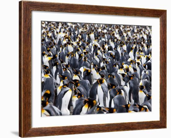 King Penguin Colony (Aptenodytes Patagonicus), Gold Harbour, South Georgia, Antarctic-Thorsten Milse-Framed Photographic Print