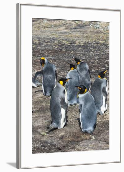 King penguin colony (Aptenodytes patagonicus), Saunders Island, Falklands, South America-Michael Runkel-Framed Photographic Print