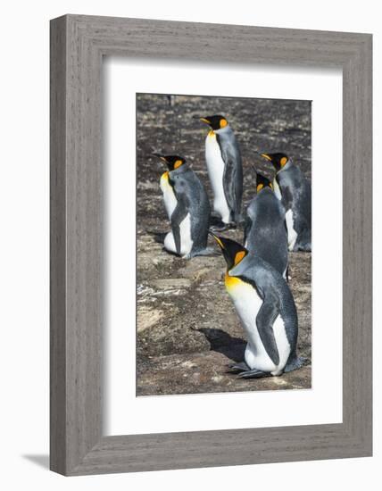 King penguin colony (Aptenodytes patagonicus), Saunders Island, Falklands, South America-Michael Runkel-Framed Photographic Print
