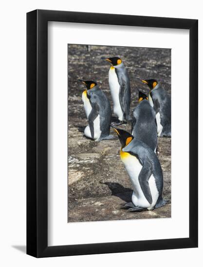 King penguin colony (Aptenodytes patagonicus), Saunders Island, Falklands, South America-Michael Runkel-Framed Photographic Print