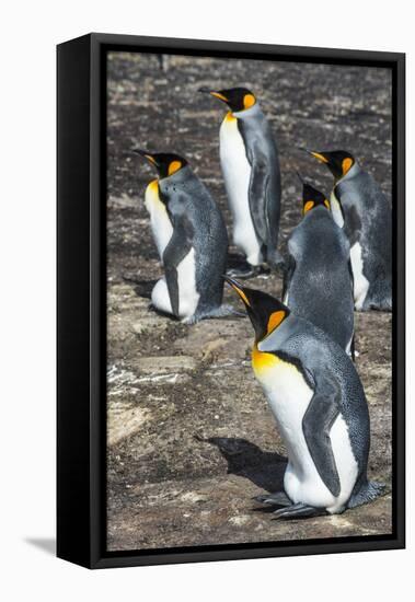 King penguin colony (Aptenodytes patagonicus), Saunders Island, Falklands, South America-Michael Runkel-Framed Premier Image Canvas