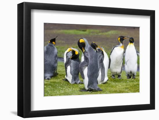 King Penguin Colony on the Falkland Islands, South Atlantic-Martin Zwick-Framed Photographic Print