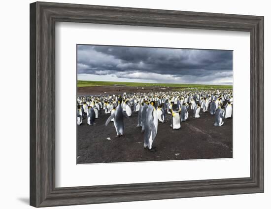 King Penguin Colony on the Falkland Islands, South Atlantic-Martin Zwick-Framed Premium Photographic Print