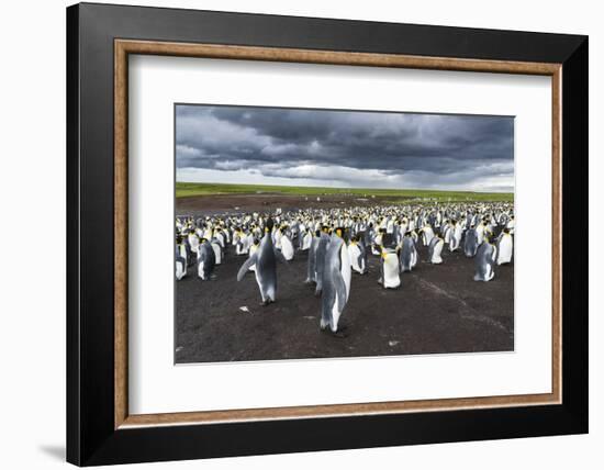 King Penguin Colony on the Falkland Islands, South Atlantic-Martin Zwick-Framed Premium Photographic Print